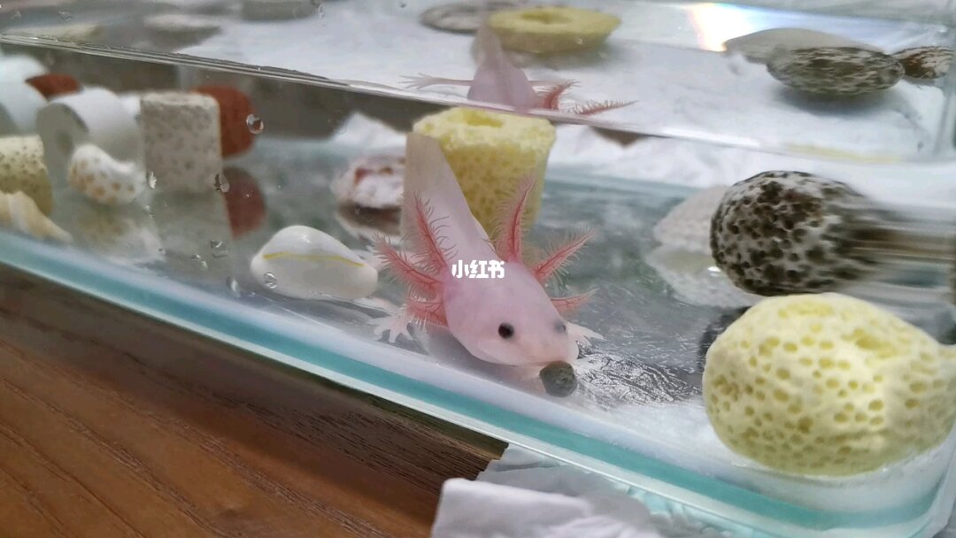 六角龍魚養15年的照片_如何養六角魚_養六角龍魚有沒有忌諱