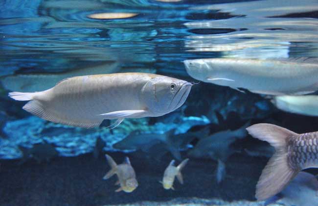 ?魚怎么養才能長的好、銀龍魚不吃食怎么辦