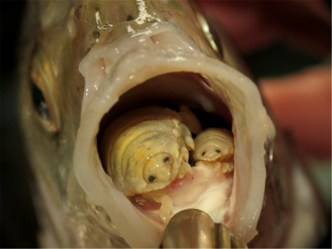 釣魚綁線全套方法_綁釣魚線的方法_釣魚綁魚線教學視頻