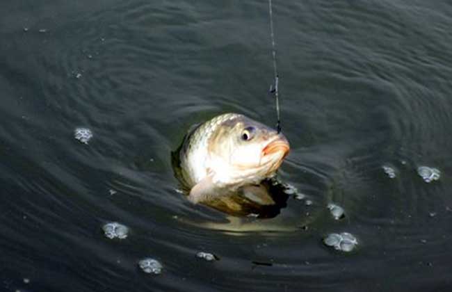深秋釣鯽魚最佳釣點_深秋釣鯽魚釣多深水_深秋釣鯽魚什么天氣好