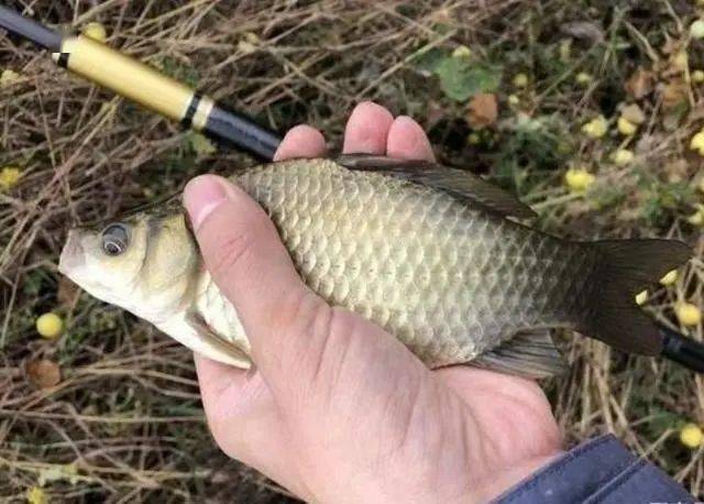 深秋釣鯽魚最佳釣點_深秋釣鯽魚釣多深水_深秋釣鯽魚什么天氣好