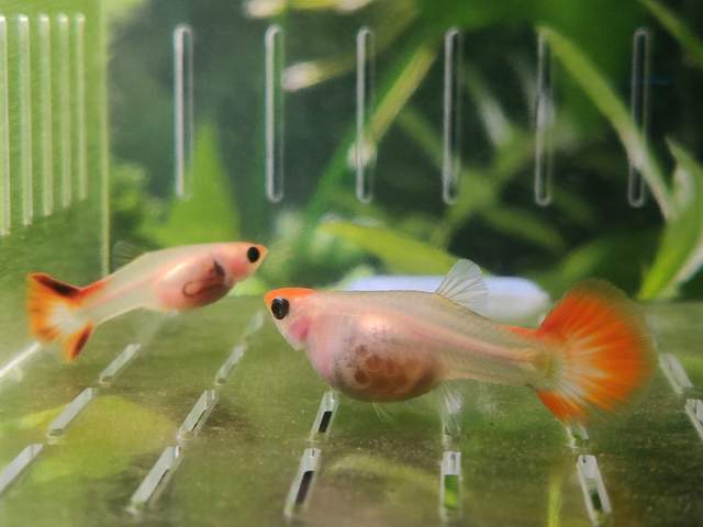 什么小型魚又好看又好養，容易飼養的熱帶魚