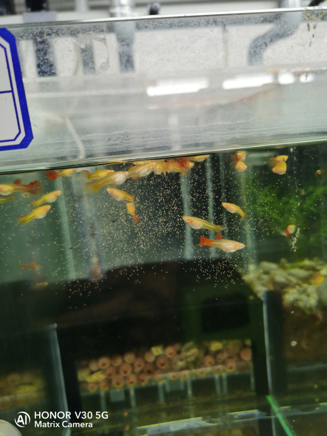 養觀賞魚的壞處_養觀賞魚好嗎_十大最好養的觀賞魚