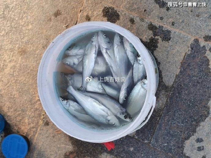 化紹新與易哲，在釣魚界被封神了