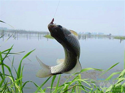 夜釣技巧有哪些_釣魚夜釣技巧_釣夜魚怎么釣