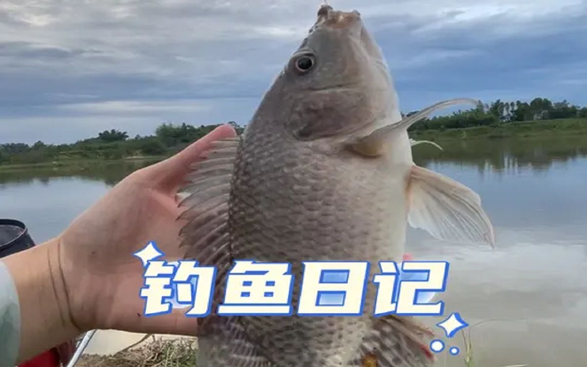 海釣鱸魚用什么線組_釣海鱸魚的線組_海釣鱸魚線組用幾號線