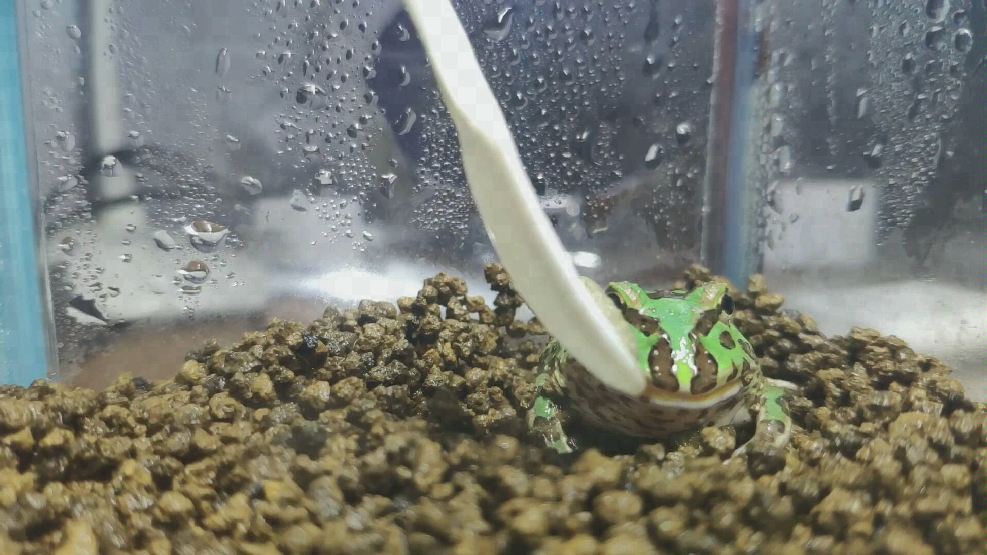 鐘角蛙是國家保護動物嗎_鐘角蛙的叫聲_鐘角蛙是什么動物