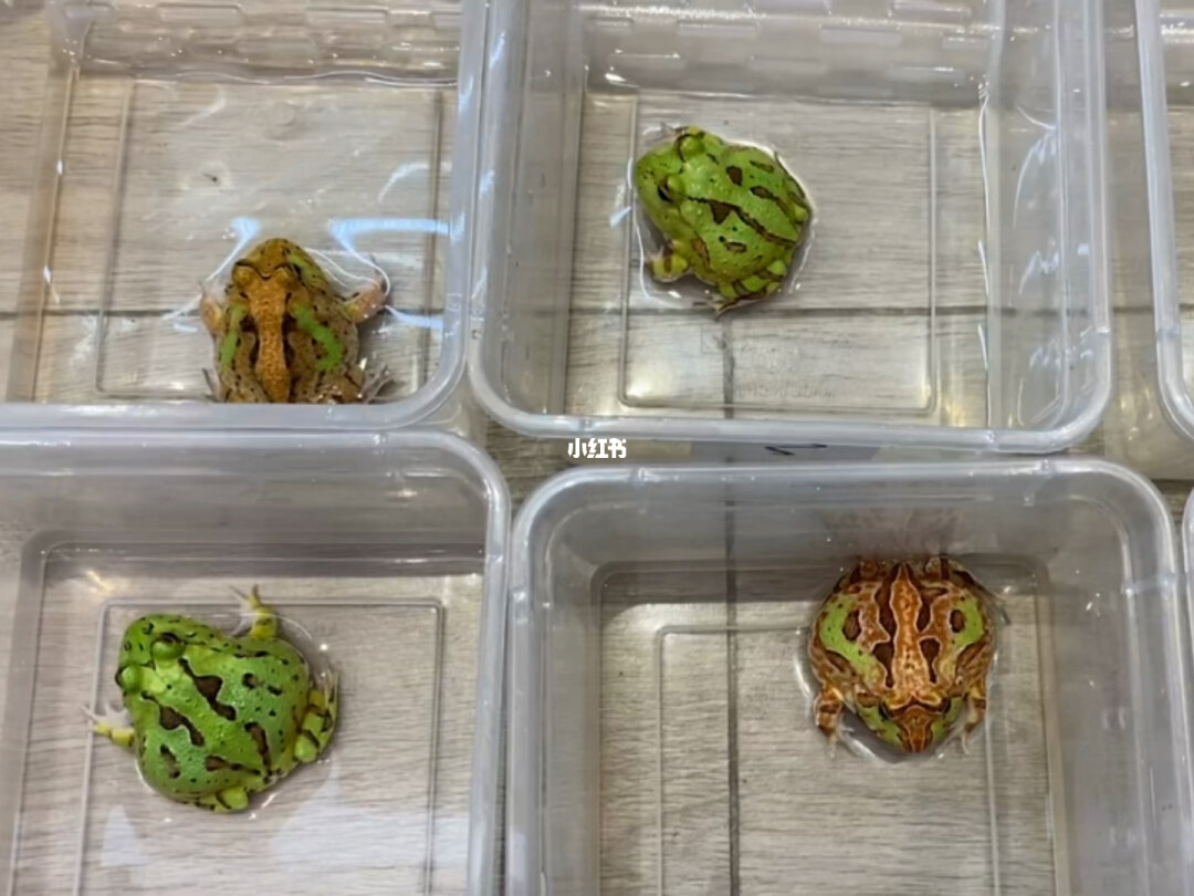 鐘角蛙是國家保護動物嗎_鐘角蛙的叫聲_鐘角蛙是什么動物