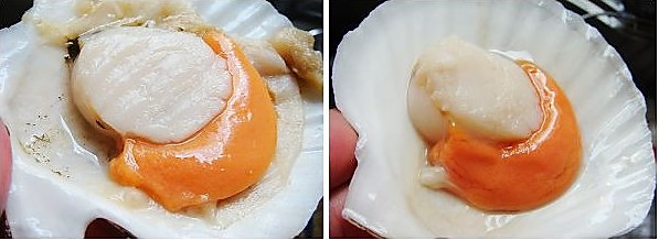 扇貝內臟怎么清理？扇貝的清理方法有哪些呢？