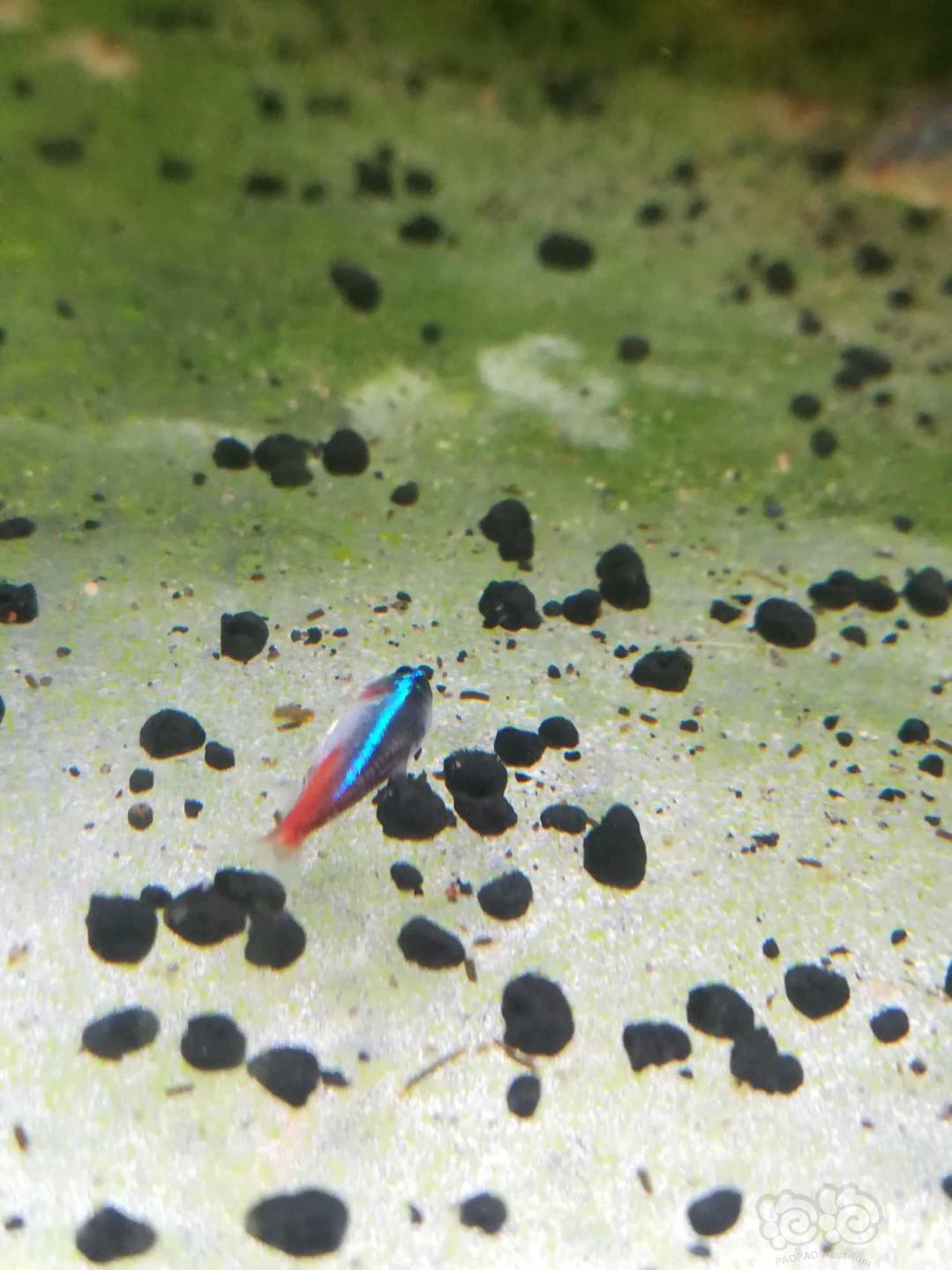 孕期檢查一路綠燈_懷孕的紅綠燈魚_紅綠燈魚懷孕清晰圖