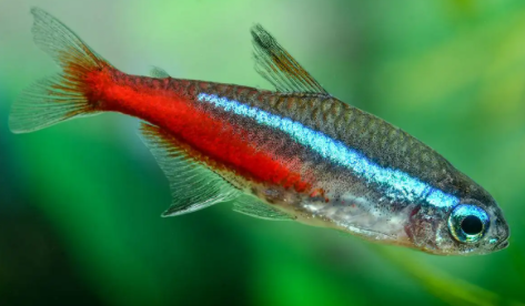 孕期檢查一路綠燈_紅綠燈魚懷孕清晰圖_懷孕的紅綠燈魚