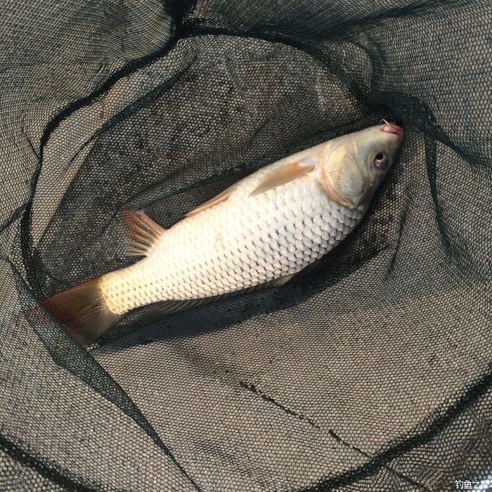 黑坑釣鯉魚比賽時的4個趨勢變化規律及趨勢規律