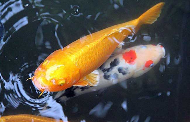 養錦鯉魚的六大誤區_錦鯉魚怎么養_養魚老道談錦鯉魚飼養
