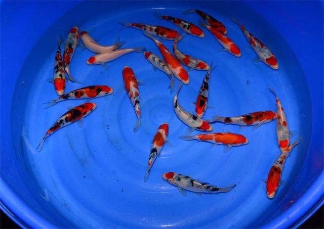 養魚老道談錦鯉魚飼養_錦鯉魚怎么養_養錦鯉魚的六大誤區