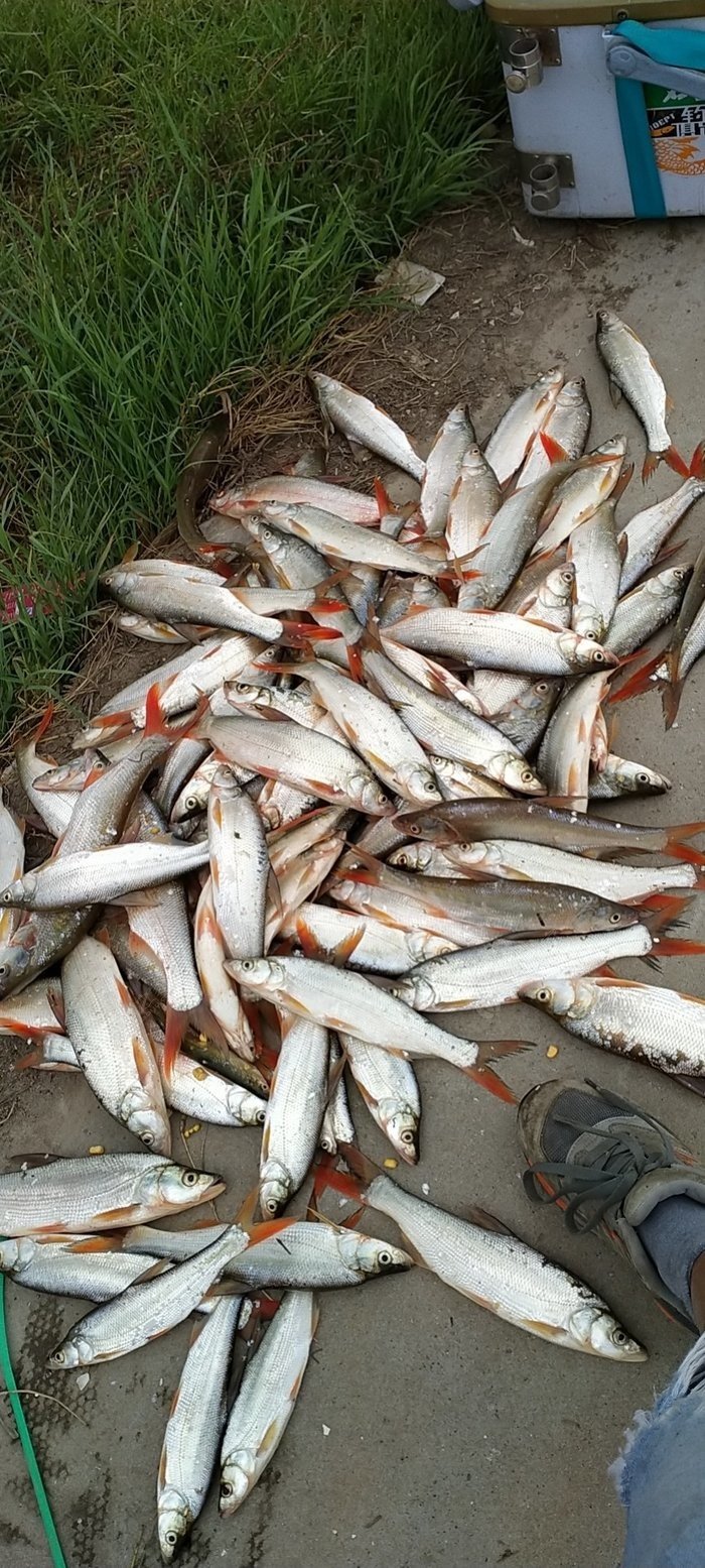 鉤釣魚圖解種類有哪些_釣魚鉤的種類及圖解_鉤釣魚圖解種類大全