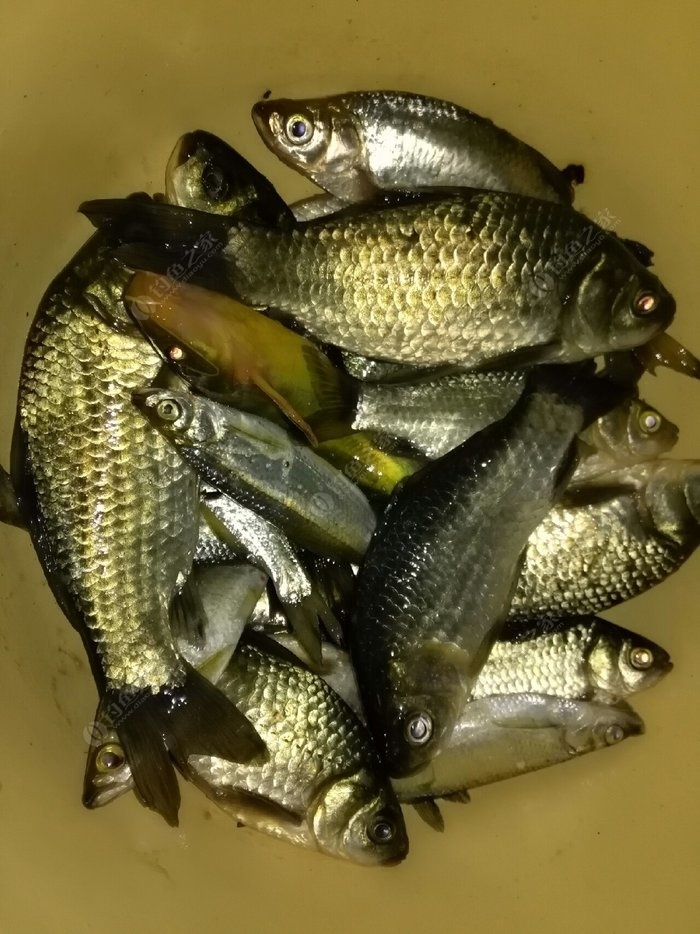 釣夜魚怎么釣_夜釣教學_夜釣技巧有哪些