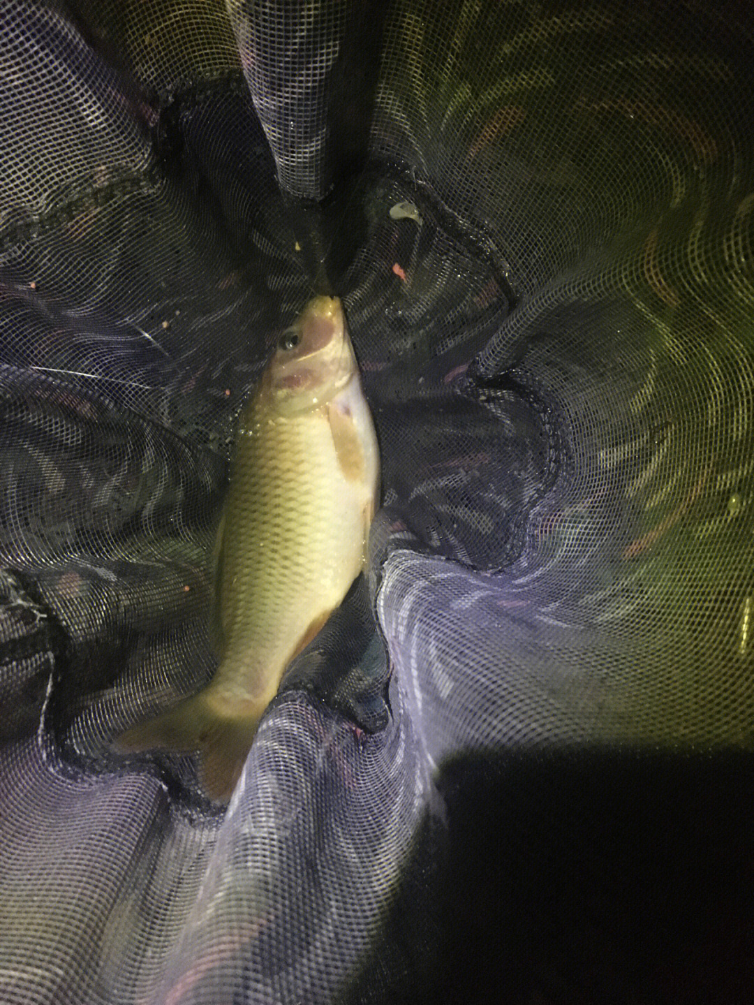 夜釣教學_釣夜魚怎么釣_夜釣技巧有哪些