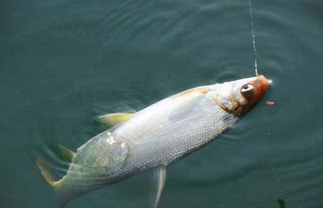 釣水庫技巧大全_釣魚水庫技巧圖解_水庫釣魚技巧