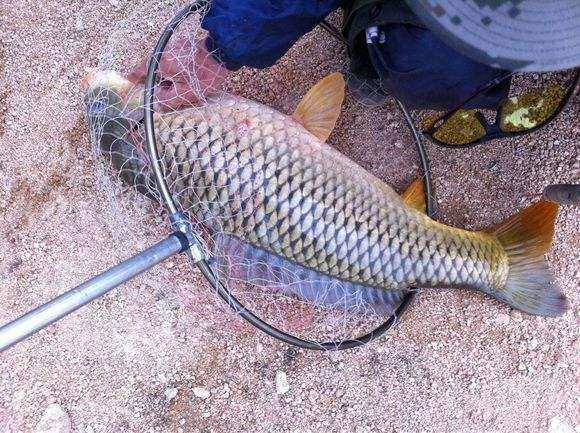 釣魚水庫技巧圖解_釣水庫技巧大全_水庫釣魚技巧