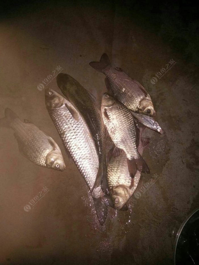 （釣魚技巧）夜釣的6個技巧，輕松提高魚獲