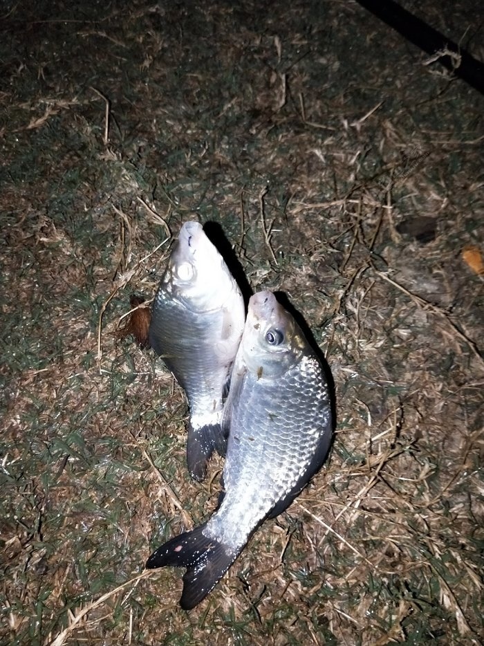夜釣技巧有哪些_釣夜魚技巧_釣夜魚怎么釣