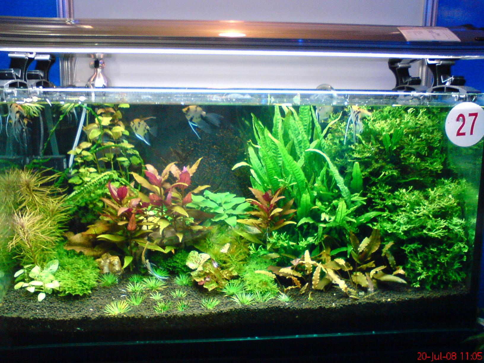 青苔釣草魚視頻_青苔釣法視頻_青苔釣青魚