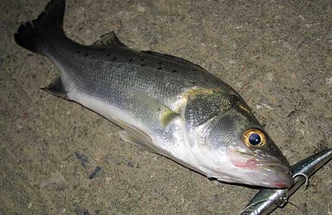 鱸魚海釣_海釣鱸魚釣法_鱸魚海釣釣法大全