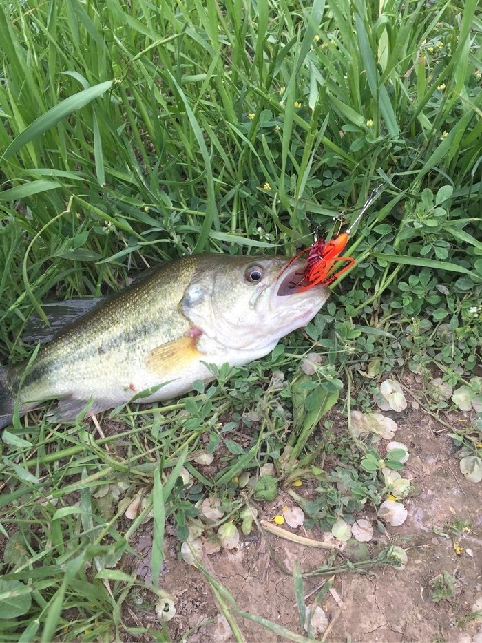 海釣鱸魚釣法_鱸魚海釣釣法大全_鱸魚海釣