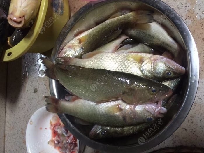 海釣鱸魚釣法_鱸魚海釣釣法圖解_海釣鱸魚釣組大全