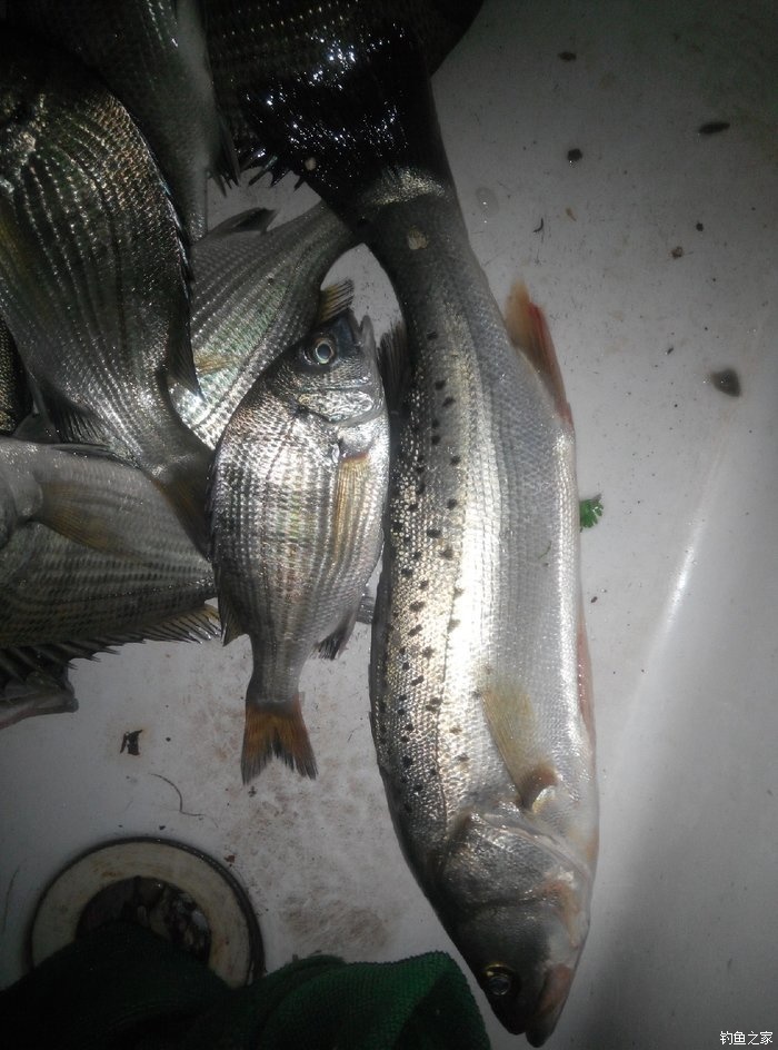 海釣鱸魚釣法_鱸魚海釣釣法大全_鱸魚海釣