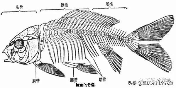 草魚刺多還是鯽魚刺多_草鯽魚刺多嗎_鯽魚魚刺多還是草魚魚刺多
