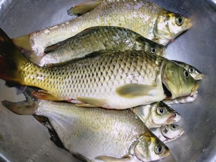 鯽魚生活方式_鯽魚的生活環境及釣法_鯽魚的生活習性