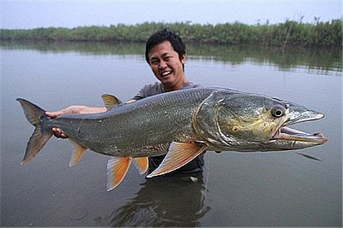 世界頂級淡水魚_世界上最大的淡水魚_淡水魚世界紀錄