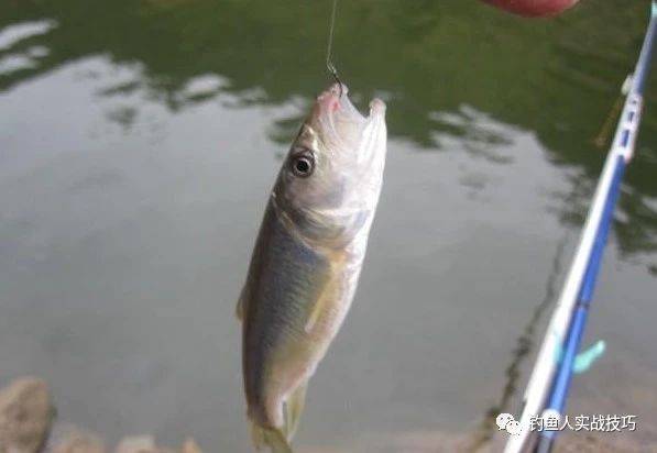 冬釣鯽魚釣法_釣鯽魚冬季用什么餌料最好_冬釣鯽魚有哪些技巧