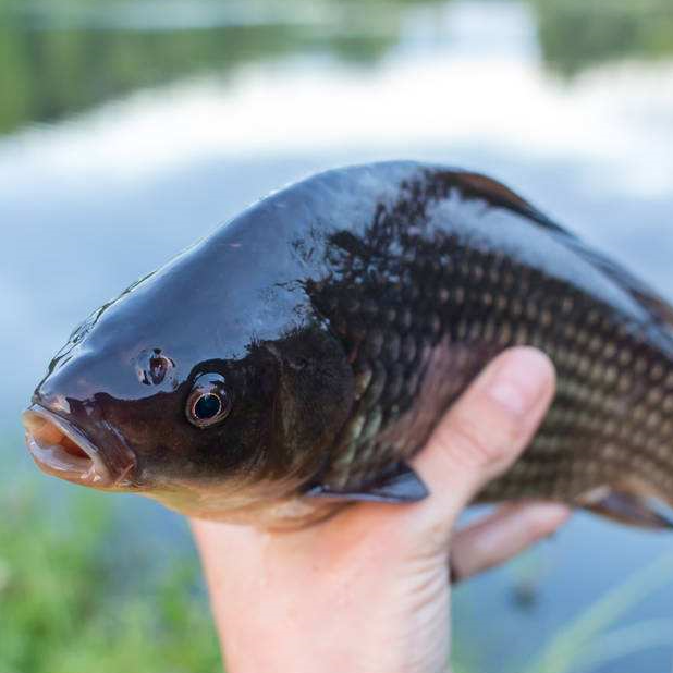 鯽魚的生活習性_鯽魚的生活環境及釣法_鯽魚生活方式