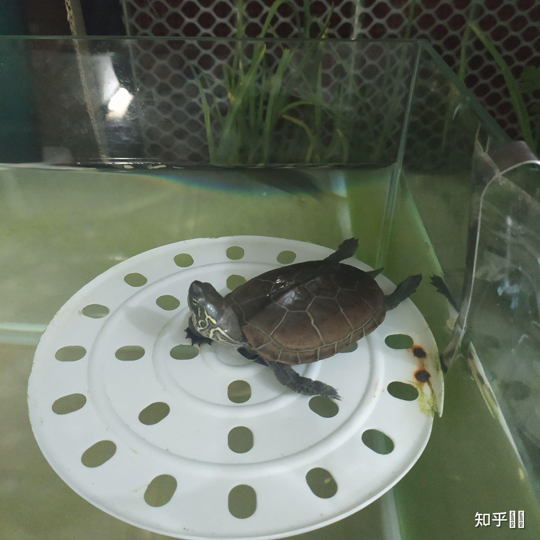 星龜有幾種_星龜是什么龜_星龜是陸龜嗎
