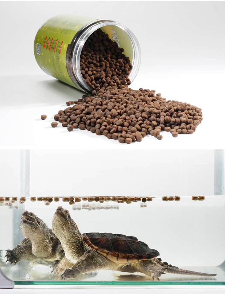 鱷魚龜飼養_家養鱷魚龜_養殖鱷魚龜