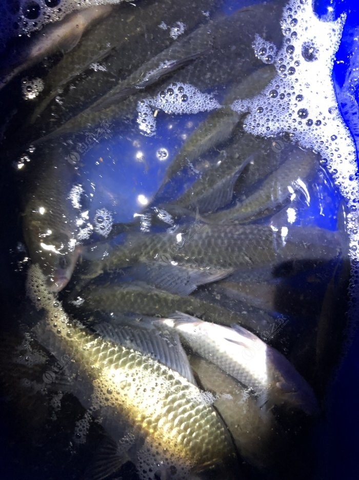 鯽魚的生活環境及釣法_鯽魚的生活習性_鯽魚生活環境及特點視頻