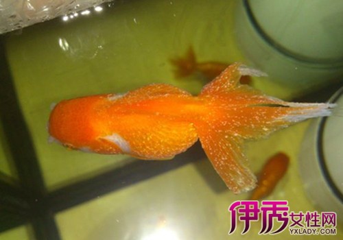 金魚白點身上有白斑_金魚白點身上有紅點_金魚身上有白點