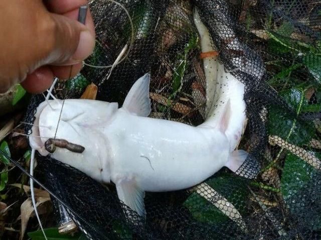 垂釣馬口魚的五個技巧_l釣馬口_馬口魚釣法