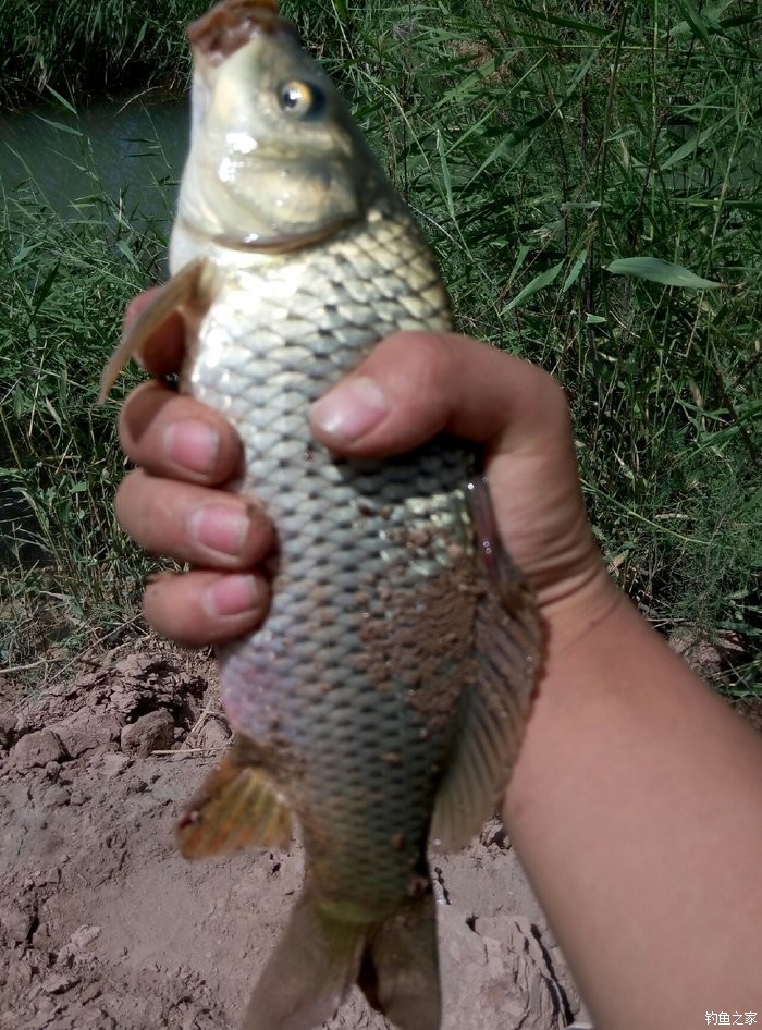 淡水魚世界紀錄_世界上最大的淡水魚_世界淡水魚種類