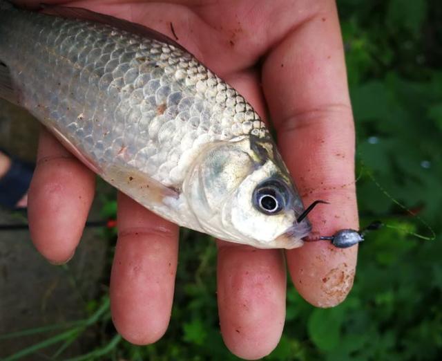 鯽魚釣手張先生_釣鯽魚大師_三本先生傳統釣鯽魚2020