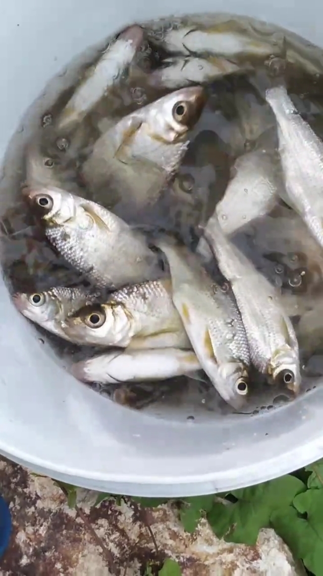 夏季釣魚技巧_釣魚夏季技巧和方法_夏季釣魚技巧口訣