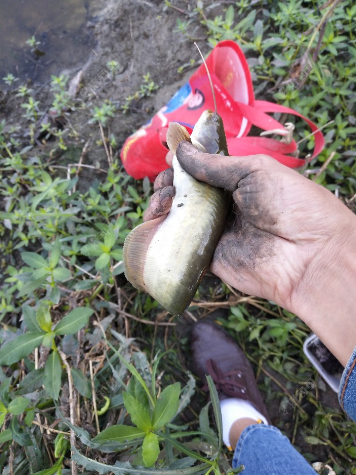 釣魚夏季技巧和方法_夏季釣魚技巧_夏季釣魚技巧口訣
