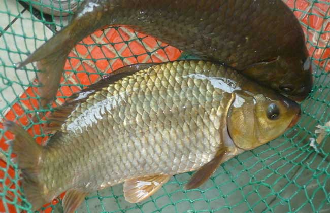 鯽魚的外貌特征及特征，你知道嗎？