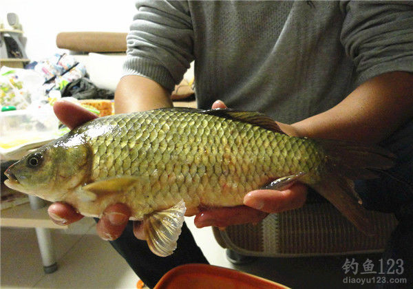 鯽魚的生活方式與生活環境_鯽魚生活環境及特點視頻_鯽魚的生活習性