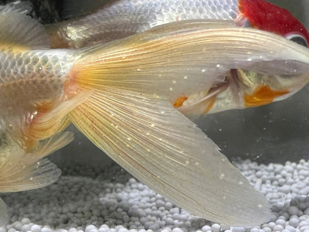金魚身上有白點_金魚白點身上有紅點_金魚白點身上有白斑