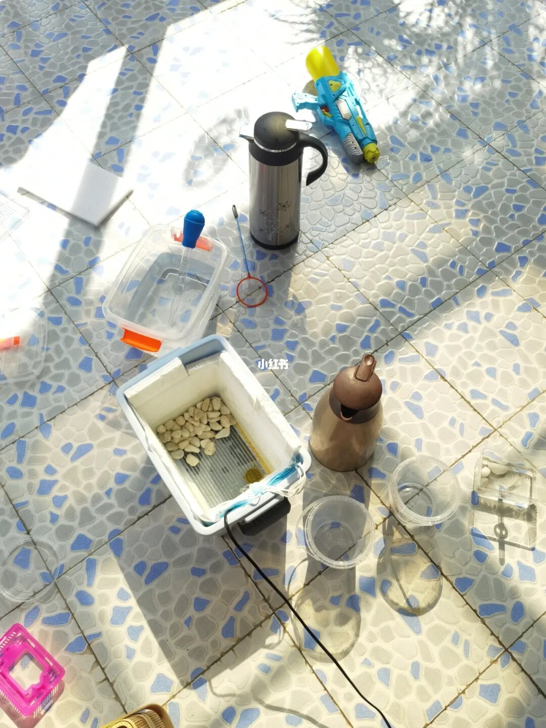 家養鱷魚龜_鱷魚龜飼養_養鱷魚龜的十大禁忌