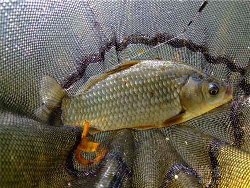 夏季釣魚技巧_夏季釣魚技巧大全問答_釣魚夏季技巧視頻