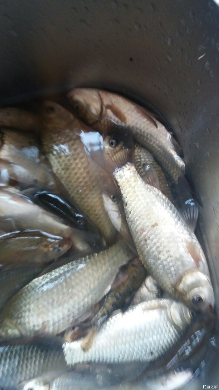 釣鯽魚高手人物_三本先生傳統釣鯽魚2020_鯽魚釣手張先生